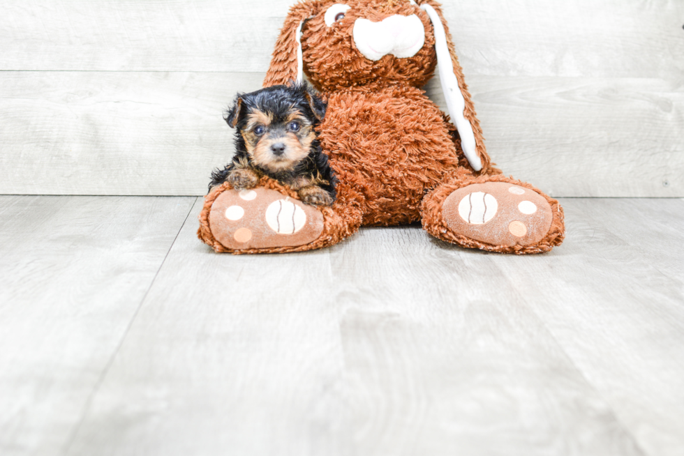 Petite Yorkie Poo Poodle Mix Pup