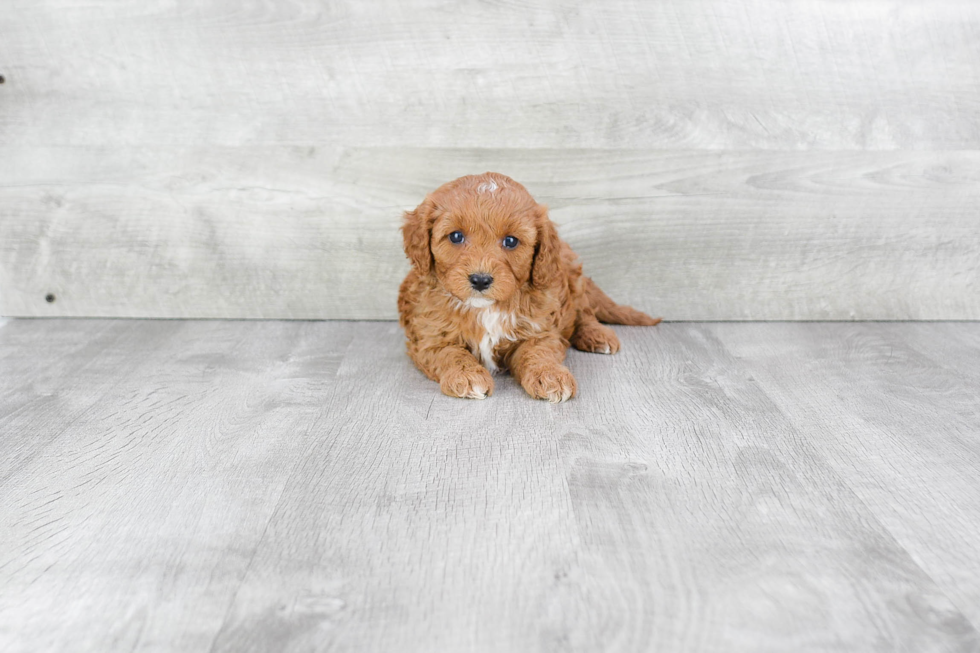 Sweet Cavapoo Baby