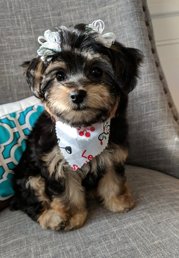 Energetic Morkie Pup
