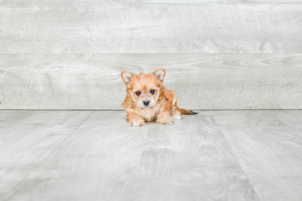 Morkie Puppy for Adoption
