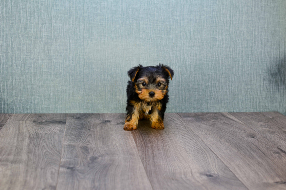 Meet Nugget - our Yorkshire Terrier Puppy Photo 