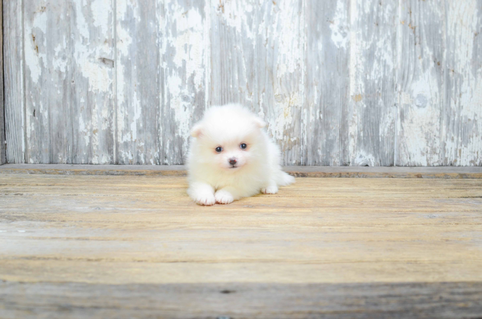 Little Pomeranian Baby