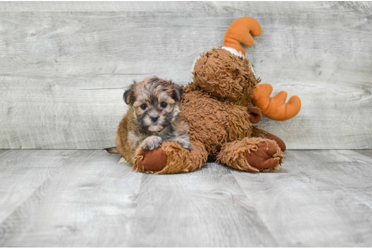 Adorable Yorkie Designer Puppy