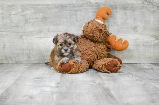 Adorable Yorkie Designer Puppy