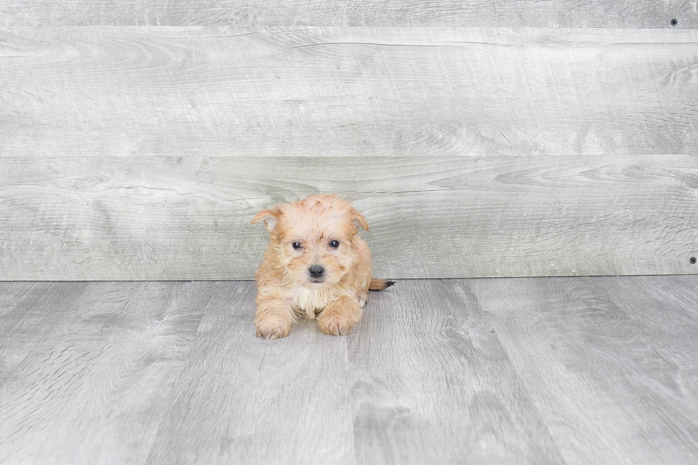 Best Morkie Baby