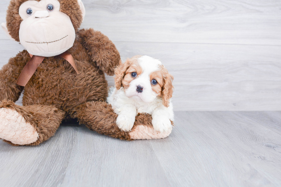 Cavalier King Charles Spaniel Puppy for Adoption