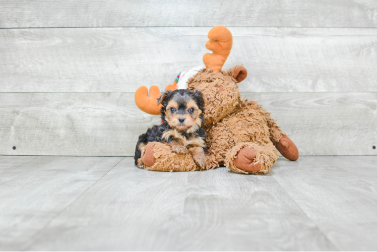 Hypoallergenic Yorkie Designer Puppy
