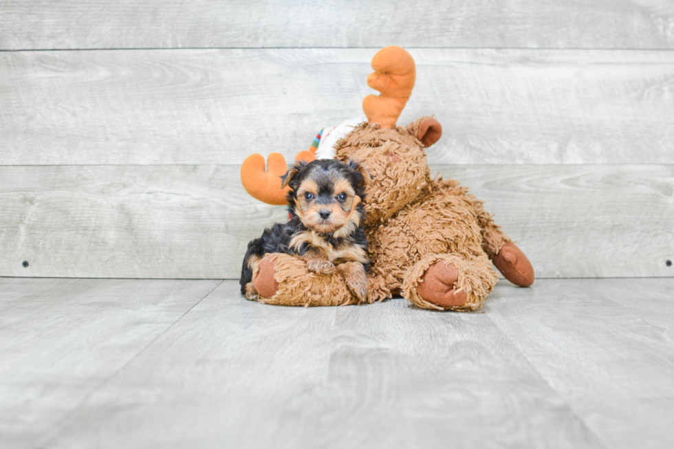 Hypoallergenic Yorkie Designer Puppy