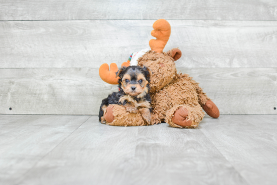 Hypoallergenic Yorkie Designer Puppy