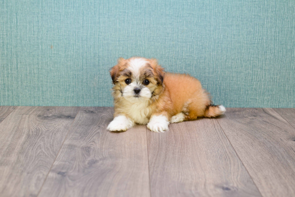 Petite Teddy Bear Designer Pup