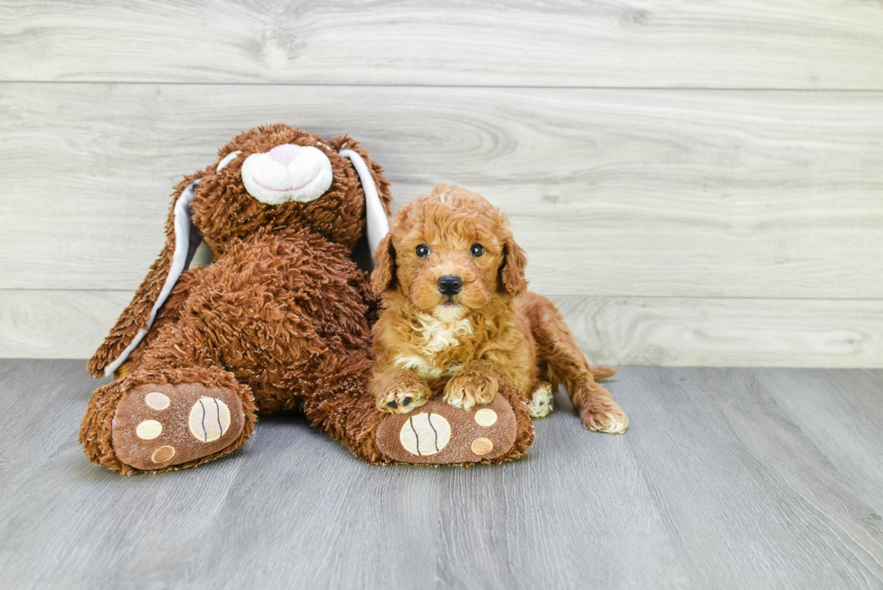 Small Mini Goldendoodle Baby