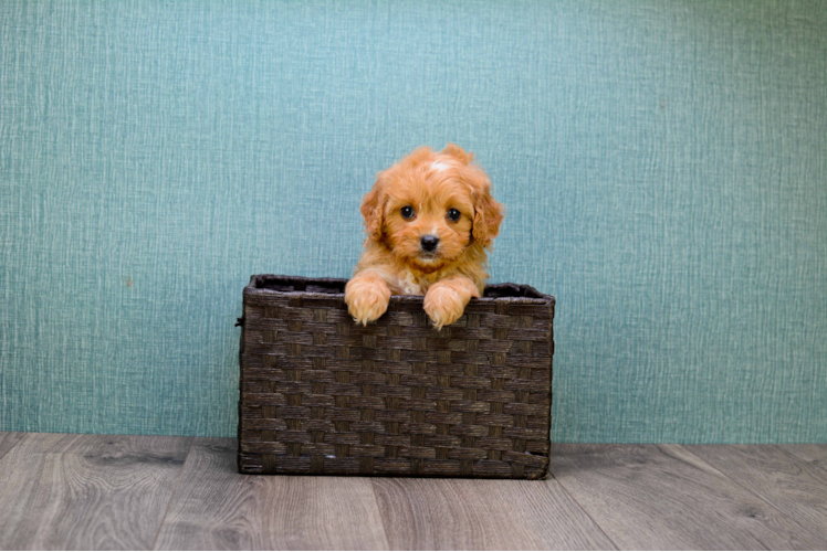 Cavapoo Pup Being Cute