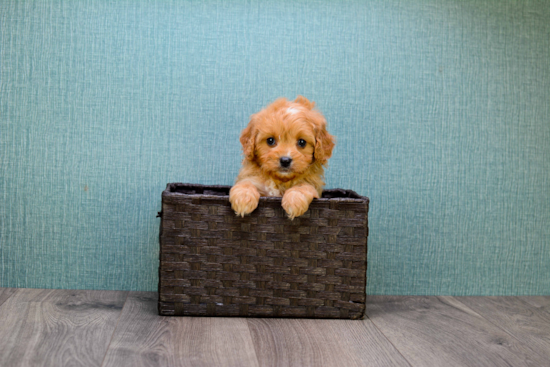 Cavapoo Pup Being Cute