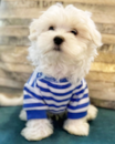 Puppy For Sale Premier Pups Puppy For Sale Premier Pups