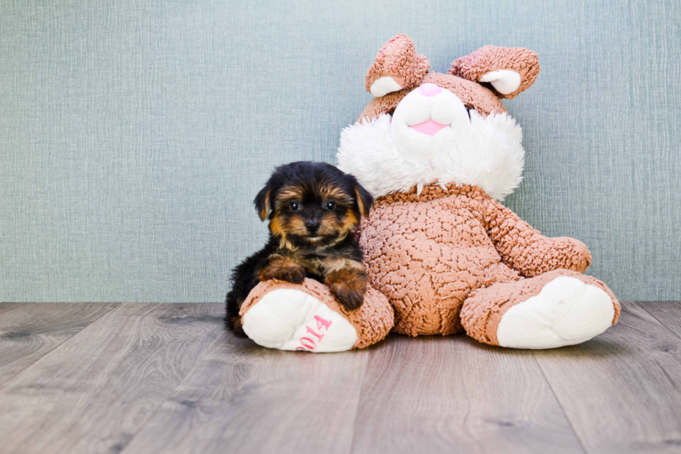 Morkie Puppy for Adoption