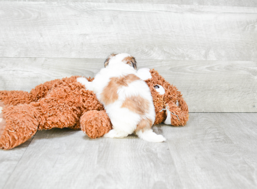 Petite Morkie Designer Pup