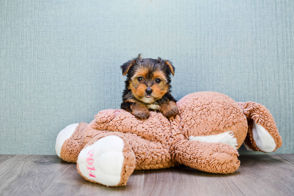 Meet Bronze - our Yorkshire Terrier Puppy Photo 