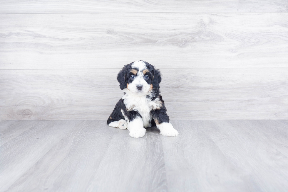 Best Mini Bernedoodle Baby