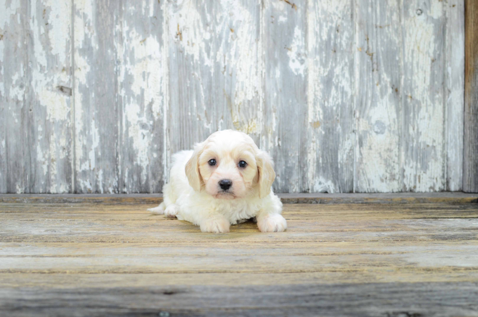 Cavachon Pup Being Cute