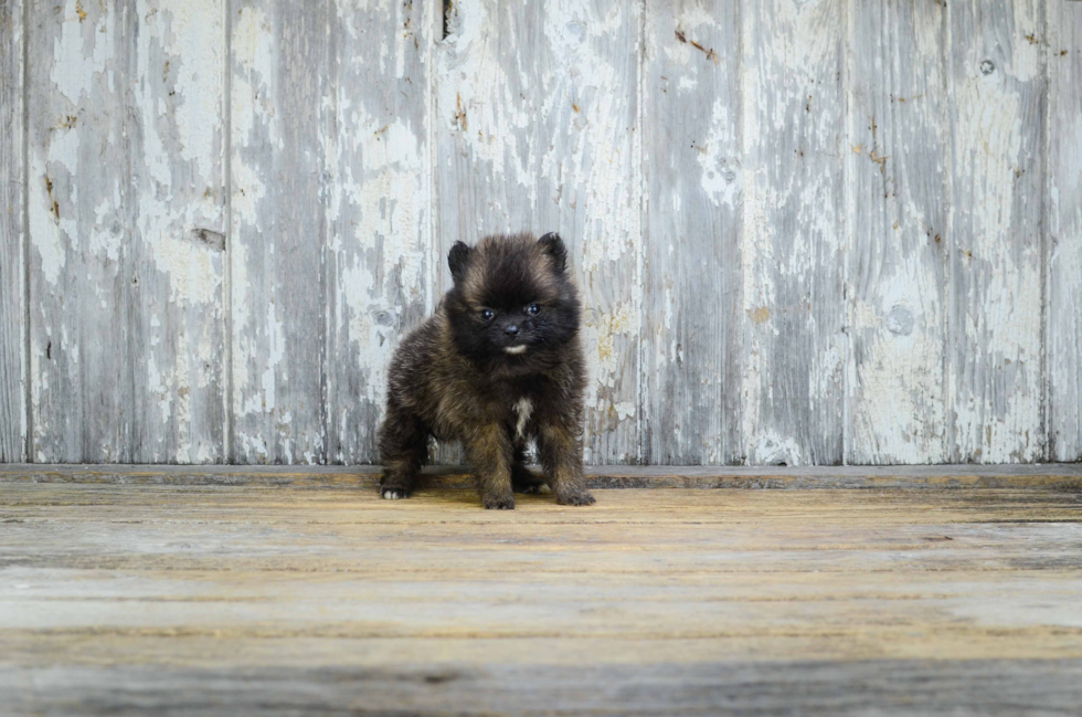 Friendly Pomeranian Purebred Pup