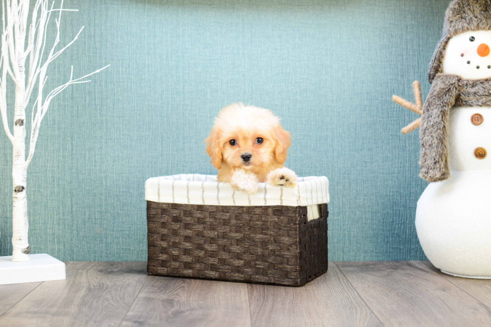 Sweet Cavachon Baby