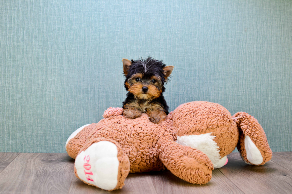 Meet Giselle - our Yorkshire Terrier Puppy Photo 
