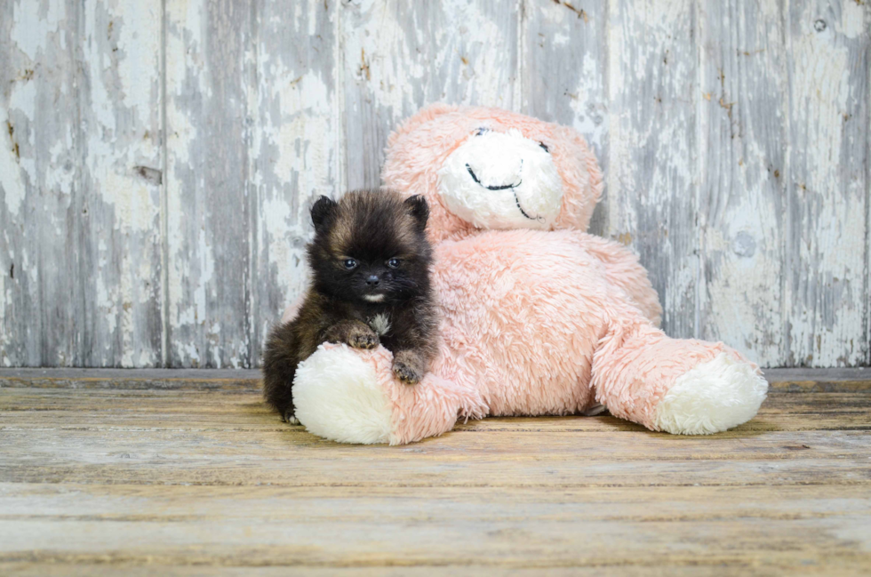 Sweet Pomeranian Purebred Puppy