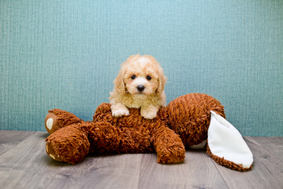 Cute Cavapoo Baby