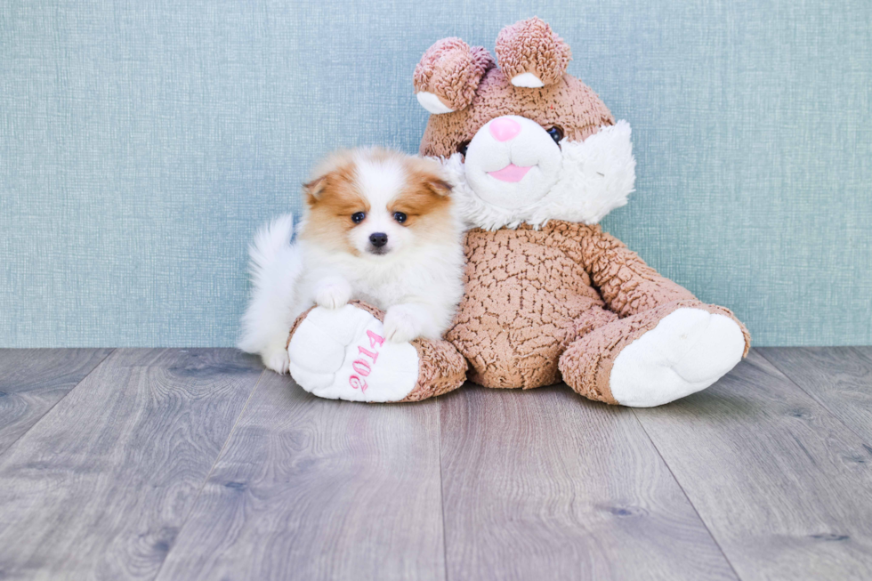 Pomeranian Puppy for Adoption