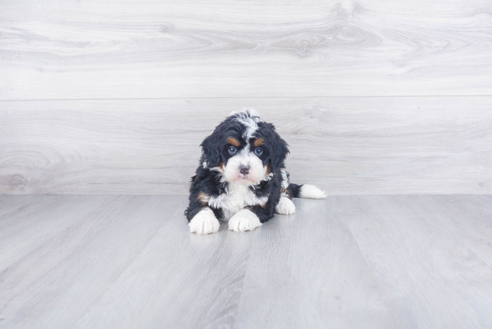 Best Mini Bernedoodle Baby