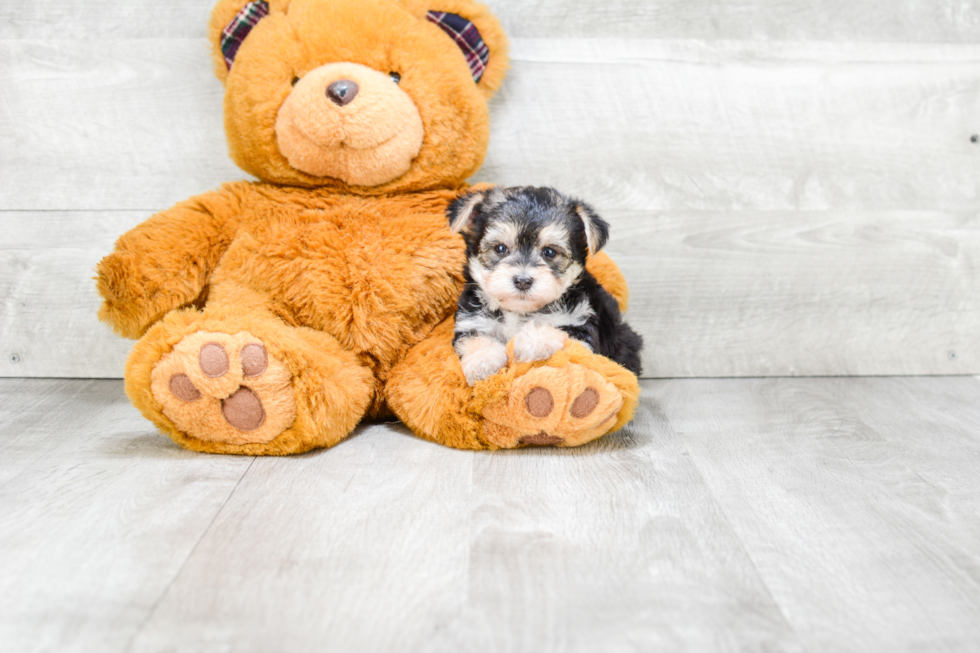 Best Morkie Baby