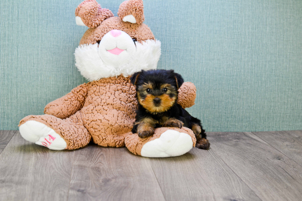 Meet Nugget - our Yorkshire Terrier Puppy Photo 