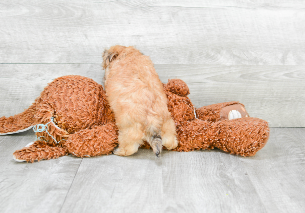 Fluffy Morkie Designer Pup