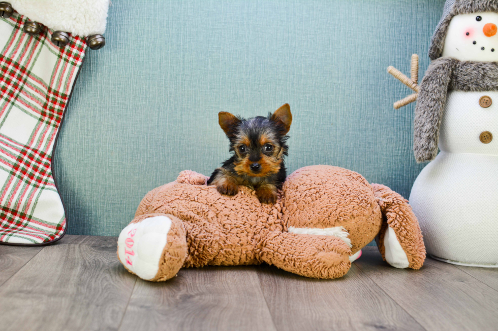 Meet Joey - our Yorkshire Terrier Puppy Photo 