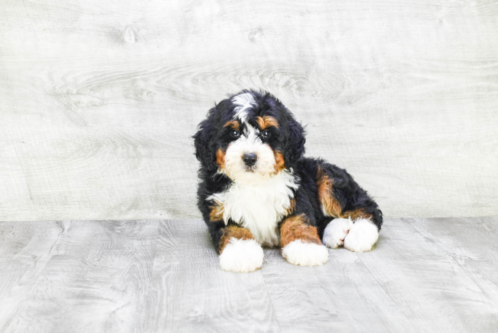 Mini Bernedoodle Pup Being Cute