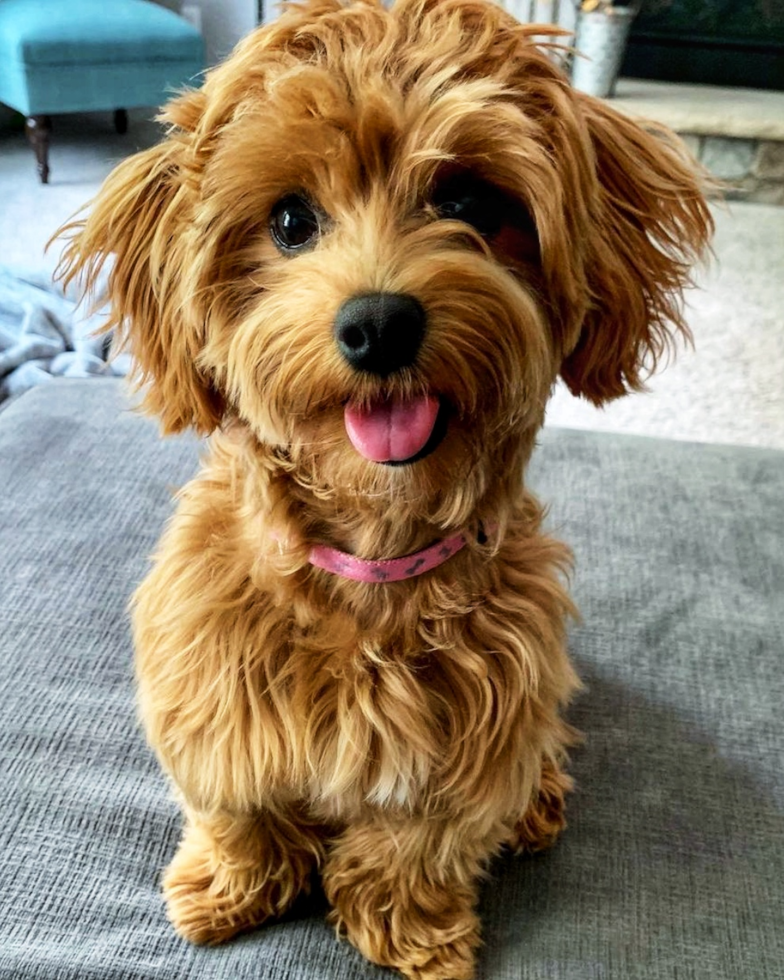 Little Maltepoo Poodle Mix Pup