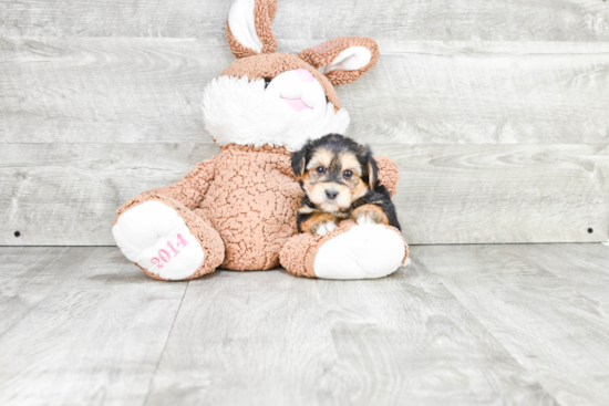 Smart Morkie Designer Pup