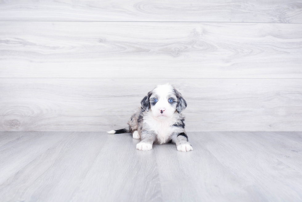 Best Mini Bernedoodle Baby