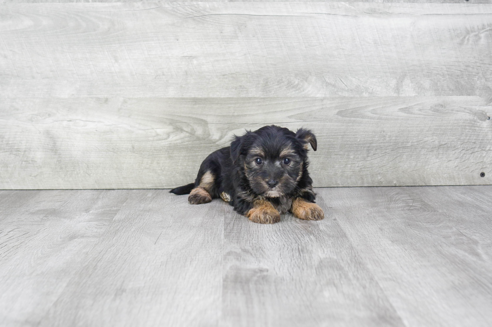 Morkie Pup Being Cute