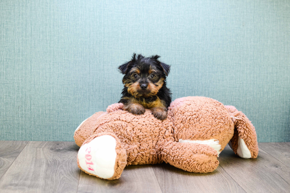 Meet Teacup-Joey - our Yorkshire Terrier Puppy Photo 