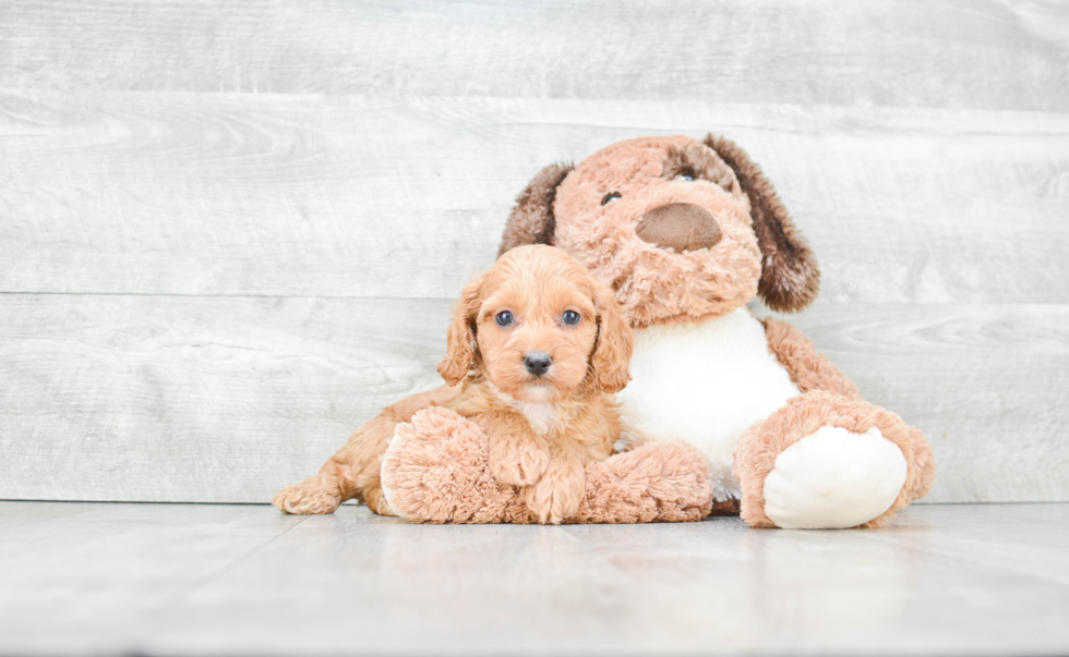 Hypoallergenic Cockerpoo Poodle Mix Puppy