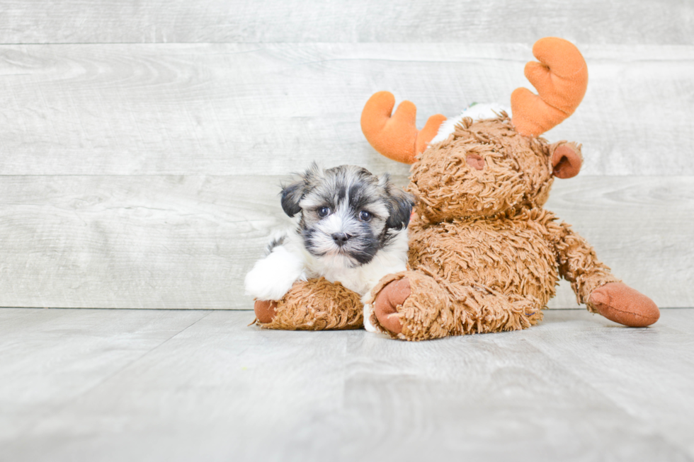 Cute Havanese Purebred Puppy