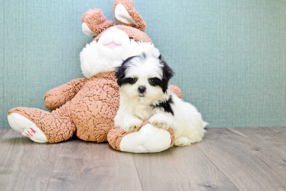 Teddy Bear Pup Being Cute