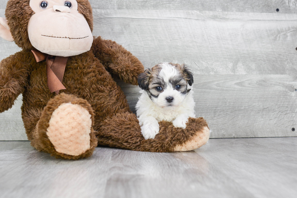 Best Teddy Bear Baby