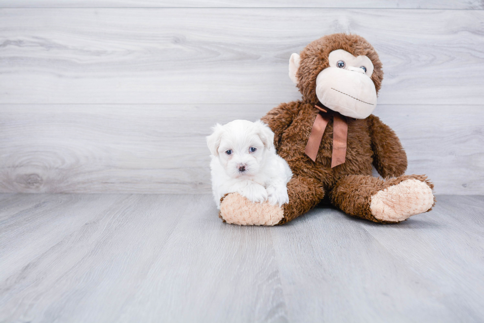 Teddy Bear Pup Being Cute
