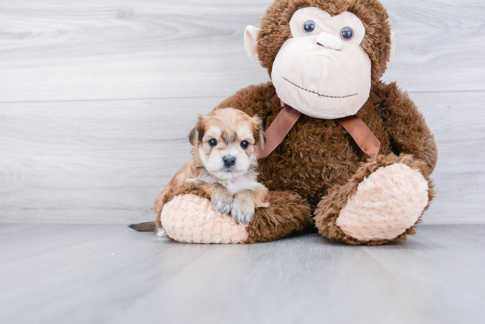 Morkie Pup Being Cute