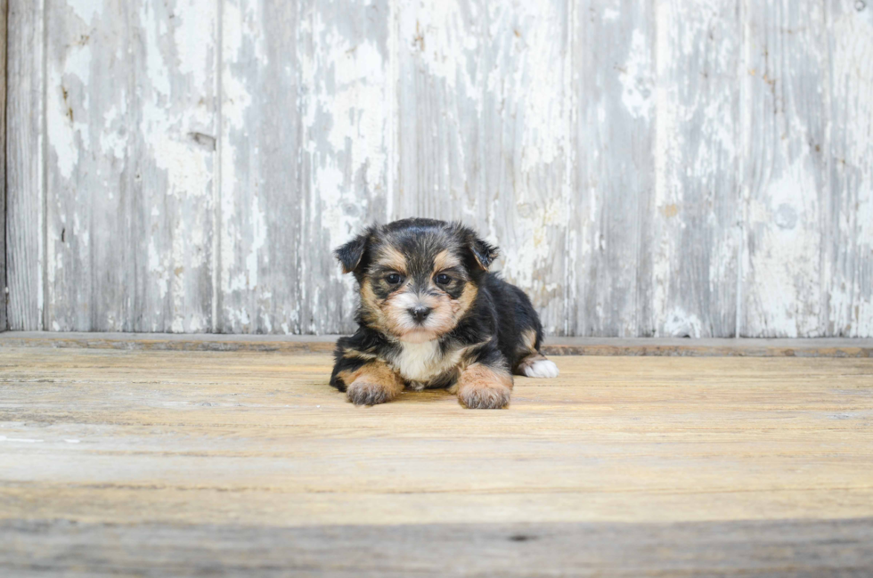 Morkie Pup Being Cute