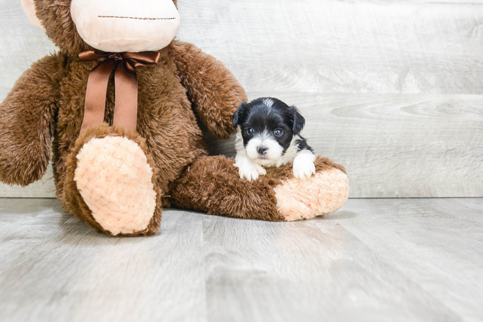 Smart Morkie Designer Pup