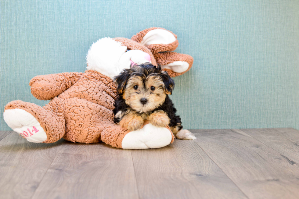 Popular Morkie Designer Pup