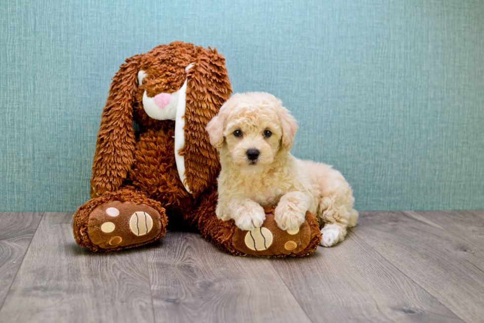 Cavapoo Puppy for Adoption